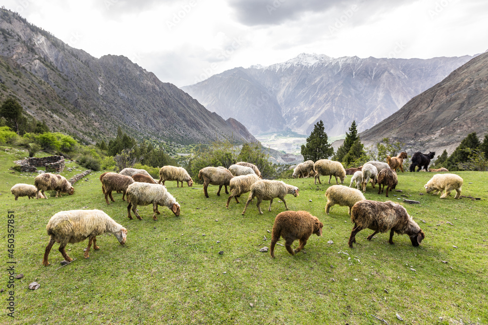 Sheep grazing on green mountain meadow. High quality photo Stock Photo ...
