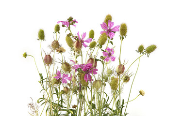 Wall Mural - garden flowers in late summer isolated on white background. flowers with seed heads left after flowe