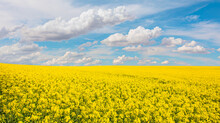 Yellow Mustard Field Landscape Industry Of Agriculture With Blue Sky In The Background