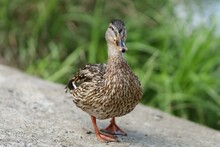 Wild Brown Duck In Summer. Female Wild Duck.