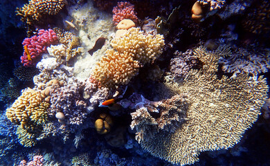 Wall Mural - Underwater scenes with corals in Red Sea