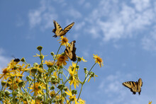 Beautiful Shot Of Butterflies On Yellow Flowers Against The Blue Sky