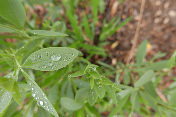 Closeup shot of a plant with dew drops on leaves