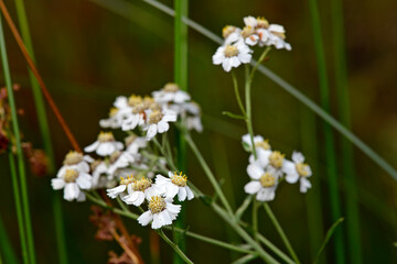 Sticker - European pellitory // Sumpf-Schafgarbe, Bertram-Schafgarbe (Achillea ptarmica)