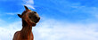 © diesel_80 - Funny chestnut horse looking to the camera, blue cloudy sky background. Horse, farm concept.
