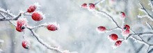 Winter And Christmas Background With Frost-covered Red Rose Berries On A Light Blurred Background During A Snowfall