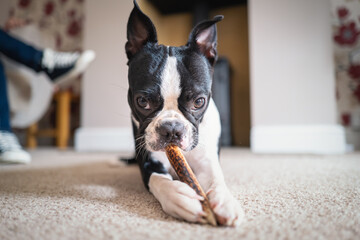 Wall Mural - Boston Terrier puppy lying on the floor chewing a stick, looking at the camera.