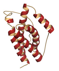 Interleukin 6 (IL-6) cytokine and myokine protein. 3D Illustration.