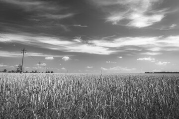 clouds over the field of wheat - black and white