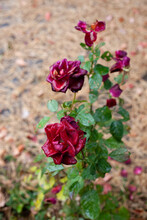 Beautiful Burgundy Roses In Autumn. Fading Rose Bush Against Background Of Pine Needles And Garden, Selective Focus. 