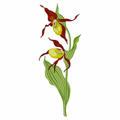 Wall Mural - Blooming branch of a Lady's slipper flower. Wild orchid. Cypripedium calceolus. Isolated vector illustration. 