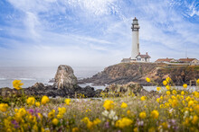 Blooming Meadow With Wildflowers In Front Of The Pigeon Point Lighthouse, California