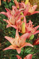 Exotic flower on dark green tropical foliage nature background. Orange lily flower.