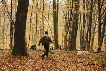 Wall Mural - Stylish hipster man walking with cute dog in sunny autumn woods. Young male traveler hiking with swiss shepherd white dog in beautiful forest. Travel with pet