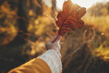 Poster - Woman in cozy sweater holding beautiful oak brown leaf in sunset rays in autumn woods. Beautiful autumn leaf in woman hand in evening sunlight. Autumnal background. Space for text