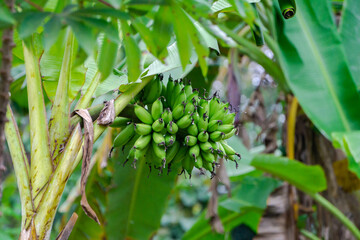 Fresh Banana in Tree