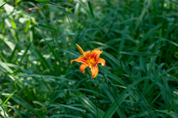 Wall Mural - The red lily in the nature