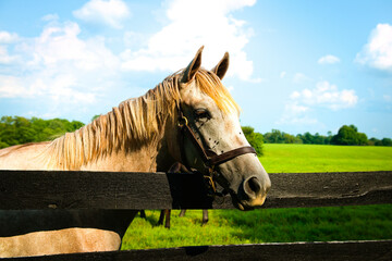 Wall Mural - Horse looking over a black board fence