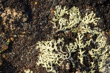 Wall Mural - Natural texture of a stone covered with lichen. Lichen patterns on a rock surface. Natural background. Closeup top view. The nature of the Arctic. Polar region.