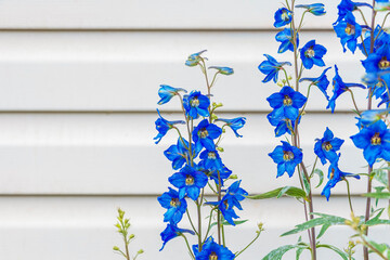 Wall Mural - Large-flowered livestock or delphinium (Delphinium grandiflorum), herbaceous plant genus Larkspur of Buttercup family (Ranunculaceae