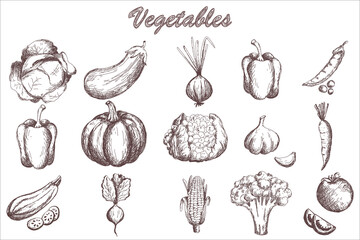 Sketch vegetables set. Vintage hand drawn garden vegetable collection. pumpkin. tomato, carrot, cabbage, zucchini, pepper, cauliflower, beet vector set. 