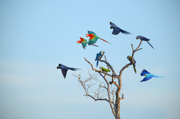 Wall Mural - A group of macaws in flight