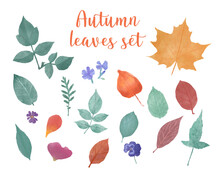 Set Of Isolated Hand Drawn Watercolor Herbarium Autumn Leaves