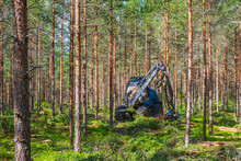 Forestry thinning with a harvester in a forest