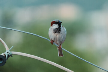 Wall Mural - Closeup shot of a sparrow sitting on a wire