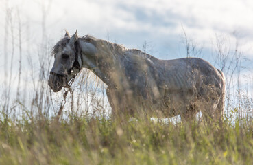 Sticker - Horse portrait in summer pasture.