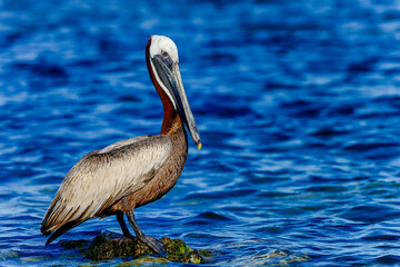 Wall Mural - brown pelican
