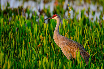 Wall Mural - Sandhill crane