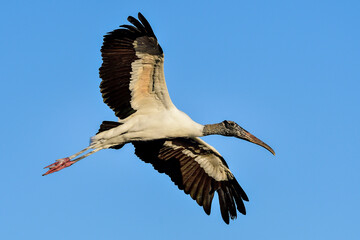 Wall Mural - wood stork