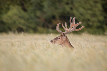 Sticker - Red deer in grain (Cervus elaphus) stag