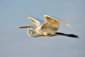 Wall Mural - great egret is flying towards sunrise.