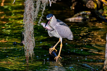 Wall Mural - black-crowned night heron has got some breakfast in the morning.