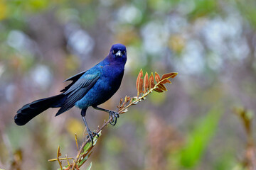 Sticker - Boat-tailed Grackle