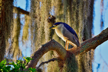Wall Mural - black-crowned night heron is resting after night activities in the hammock tree.