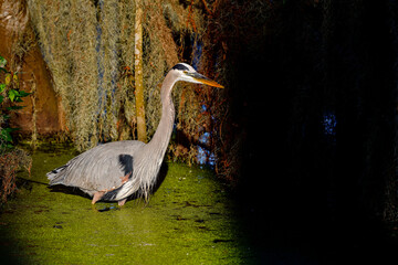 Wall Mural - great blue heron, hunter in the shadows.