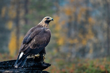 Wall Mural - Golden eagle in the boreal forest at his guarding post.