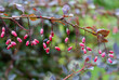 Barberry berries.
 Barberry is highly valued in art for its color, and in cooking - for giving a sour tint to dishes.