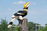 Fototapeta  - yellow billed hornbill
