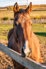 Poster - horse in the field portrait of a brown horse