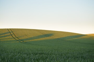 Wall Mural - Panoramic view of the green plowed agricultural field at sunset. Idyllic summer rural scene. Nature, ecology, farm and food industry, ecotourism, remote places