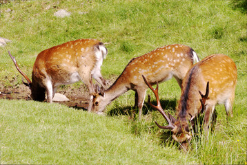 Sticker - Red deer on a meadow, alps in Germany