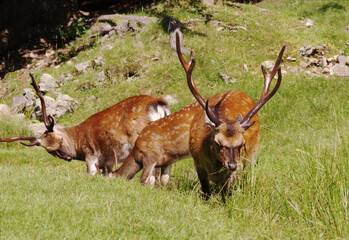 Sticker - Red deer on a meadow, alps in Germany