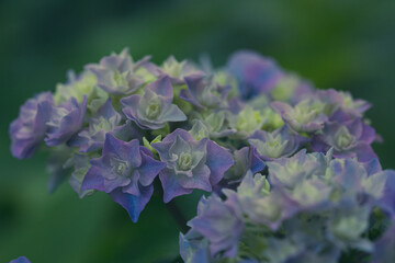 Wall Mural - 	初夏のあじさいの花　千葉県多古町　日本