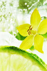 View through transparent glass with close up of cocktail drops with lime and mint and fresh flowers inside. Summer detox, refreshment drinks. Macro.