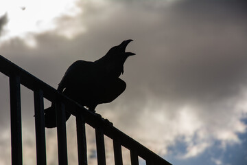 Low angle shot of a silhouette of a bird with its beak wide open under the sky with dark clouds