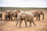 Fototapeta Natura - elephants in the wild